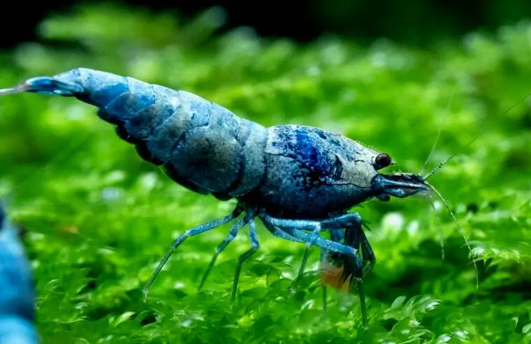 Un camarón azul comiendo dentro de un tanque de acuario de agua dulce