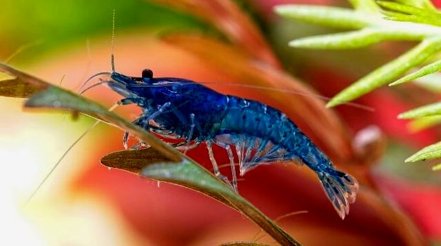 Un camarón de terciopelo azul trepando por una planta