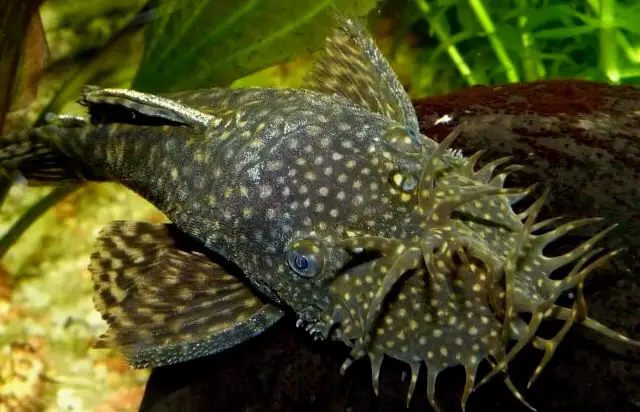 Bristlenose Pleco sobre una roca lisa