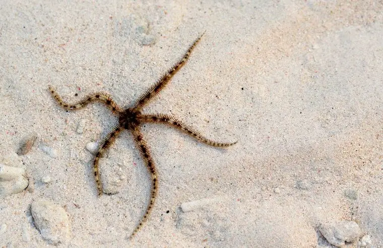 Una estrella de mar quebradiza en la arena