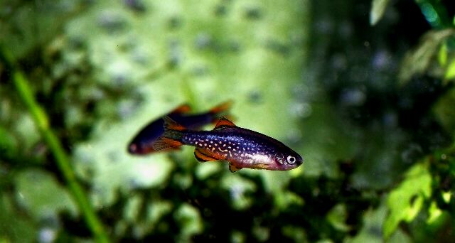 Dos pequeños Danios Perla Celestial