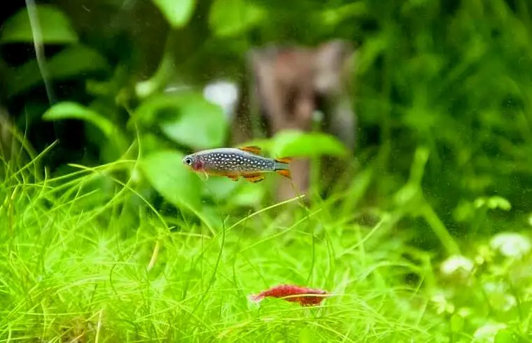 Un danio perla celestial con un compañero de tanque