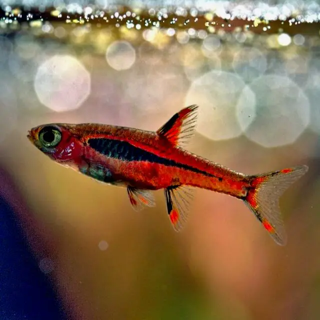 Un nano pez Chili Rasbora en un pequeño tanque de agua dulce