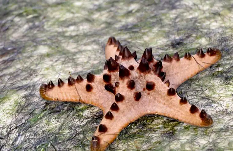 Una estrella de mar con chispas de chocolate que come varios moluscos grandes.