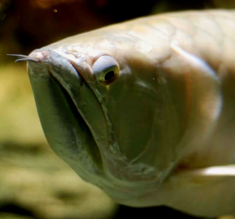 Una Silver Arowana de aspecto luchador de cerca