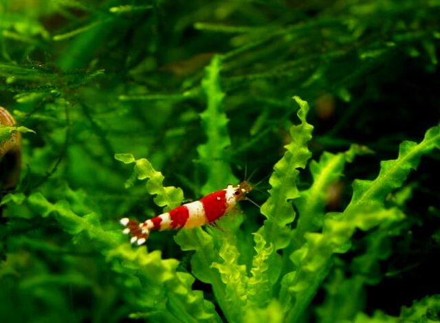 Un camarón rojo cristal trepando a las plantas