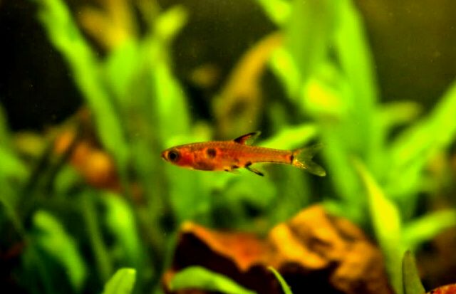 Un enano Rasbora moviéndose rápidamente a través del agua.