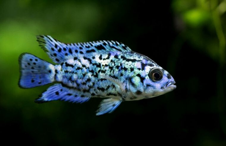 El azul eléctrico Jack Dempsey