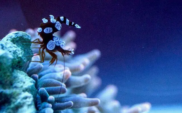 Entacmaea quadricolor con un camarón cerca