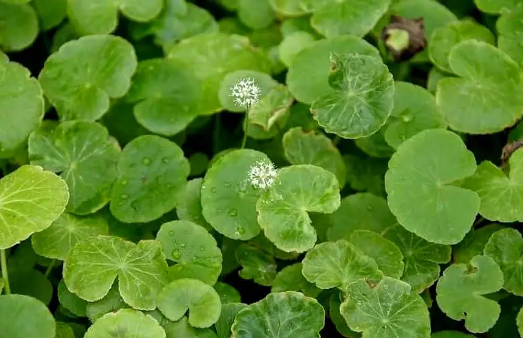 Centella brasileña flotante