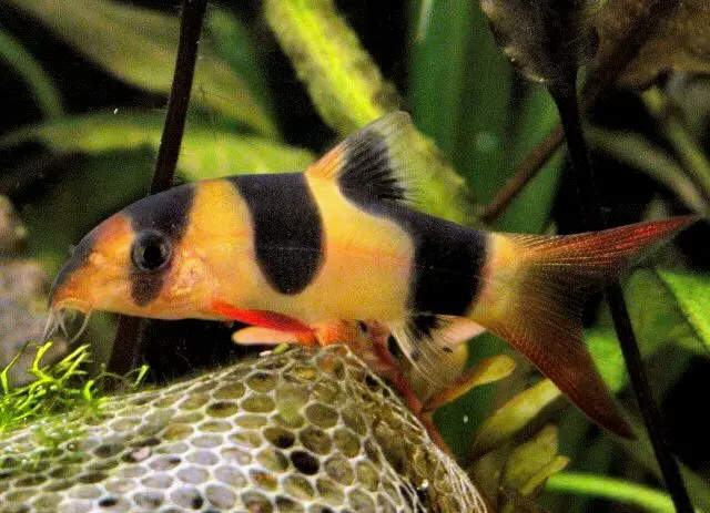 Una locha payaso de agua dulce en un acuario bien plantado