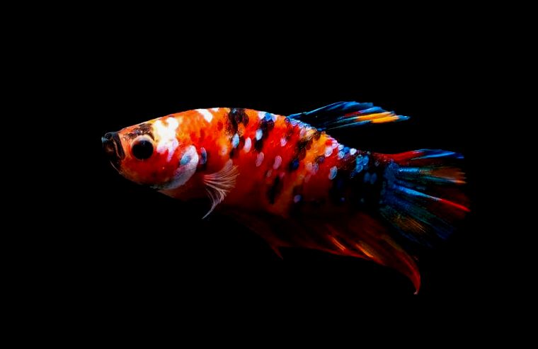 Pez betta koi galaxia adulto