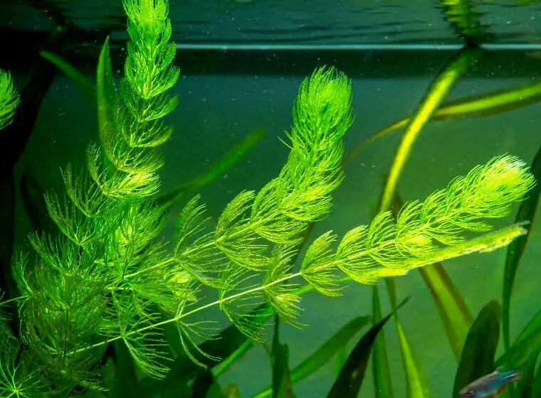 Hornwort en agua con poca luz