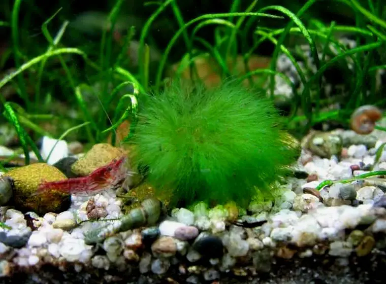 Una bola de Marimo Moss sentada sobre el sustrato de un acuario