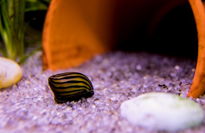 Un pequeño caracol nerite sobre el sustrato.