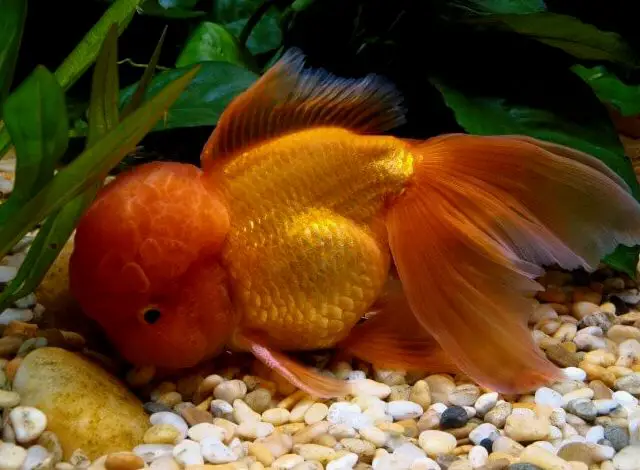 Un pez dorado Oranda comiendo en el fondo del tanque