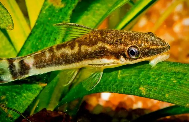 Otocinclus en un tanque de agua dulce plantado