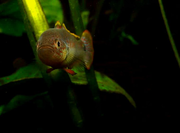 Un Peacock Gudgeon nadando hacia la cámara