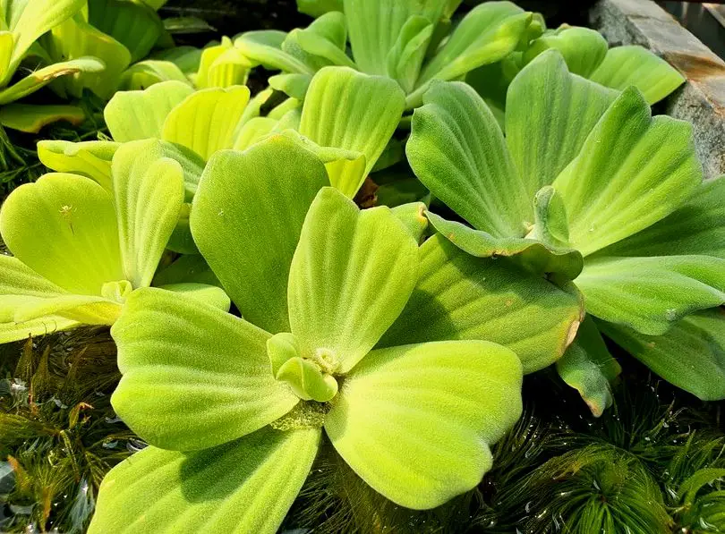 estratiotes de pistia