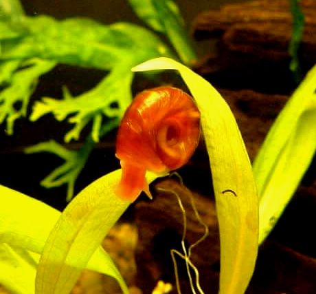 Un caracol Ramshorn trepando a una planta