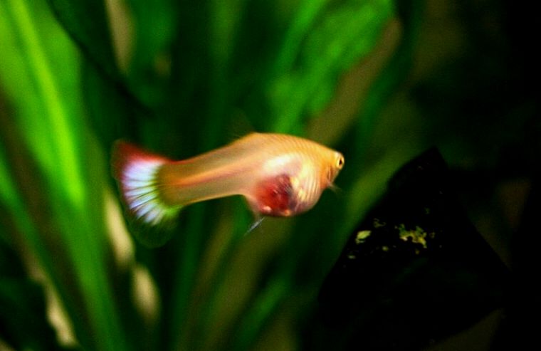 Una guppy hembra preñada con una mancha grávida más oscura.