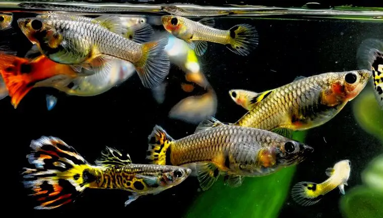 Una pez guppy preñada nadando en un gran tanque comunitario de agua dulce