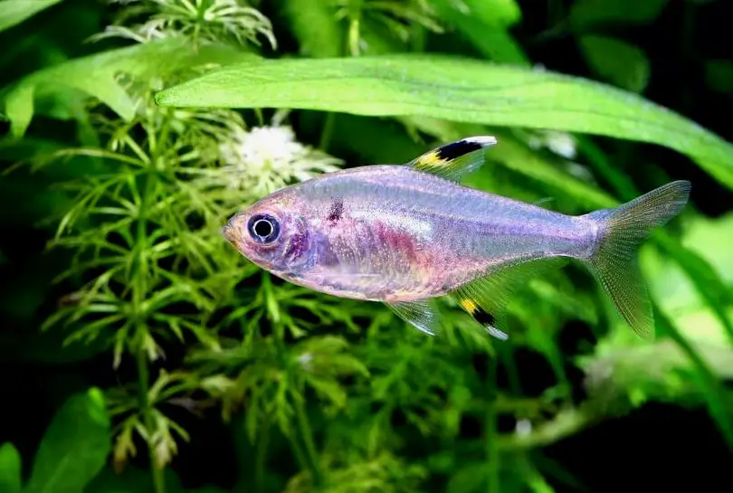 Pristella maxillaris nadando en un acuario de agua dulce