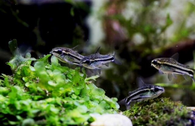 Cory pigmeo nadando junto a las plantas