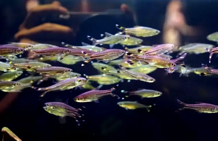 Rasbora trilineata saludable en un acuario de agua dulce