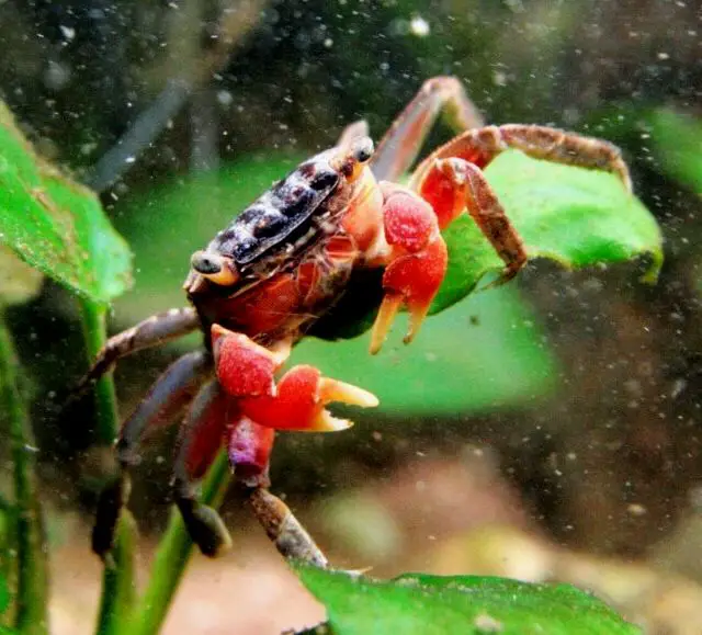 Un cangrejo de garra roja sentado encima de una planta