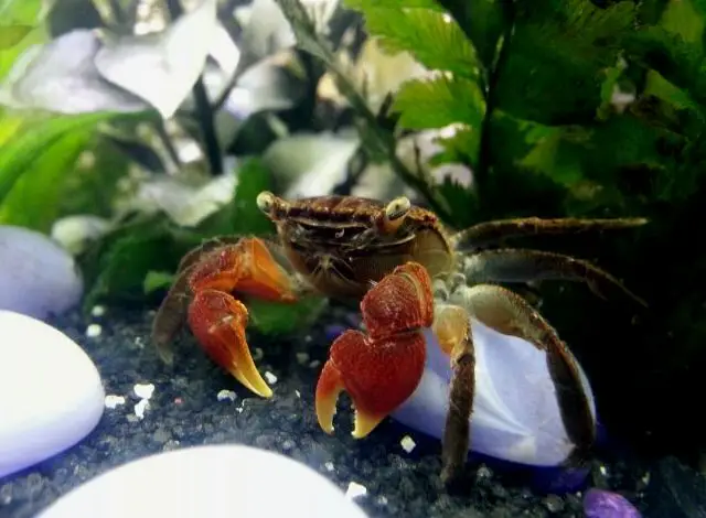 Cangrejo de garra roja en un tanque de agua dulce