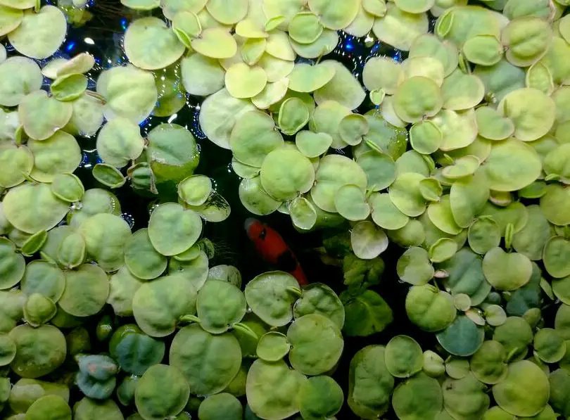 Múltiples plantas de acuarios flotantes de raíz roja con peces nadando debajo