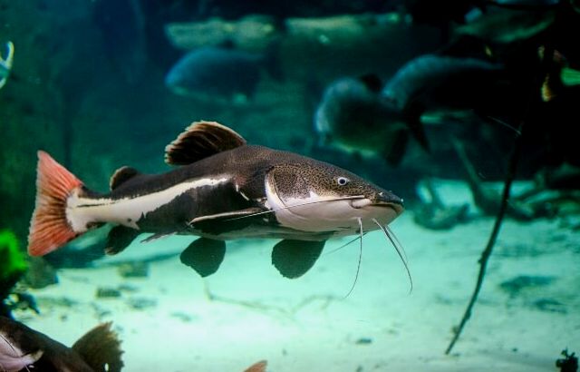 Dos bagres de cola roja nadando en un gran acuario