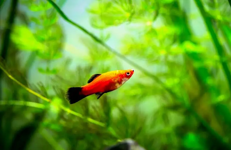 Un platy rojo nadando solo