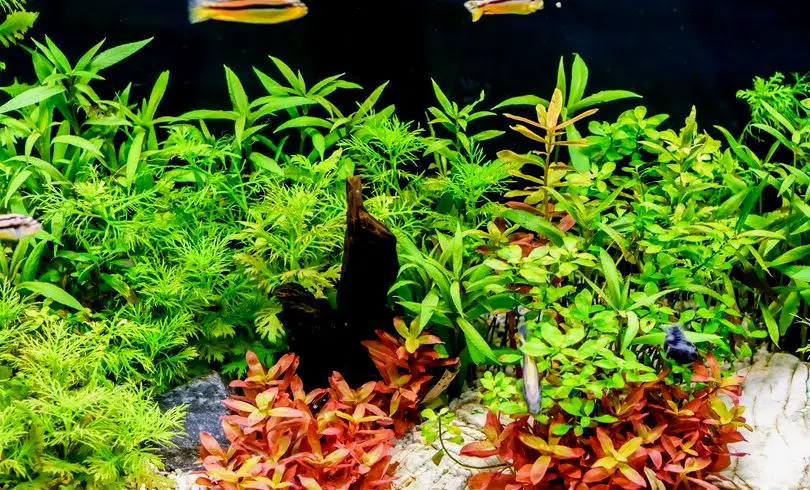 Una planta de acuario Rotala indica