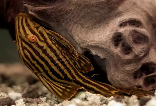 Un tipo único de especie de pleco llamado pleco real.