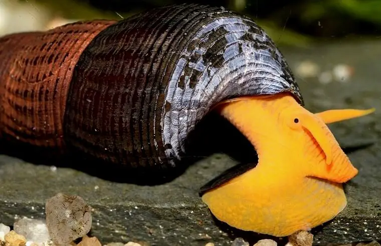 Un caracol de acuario de agua dulce en busca de algas