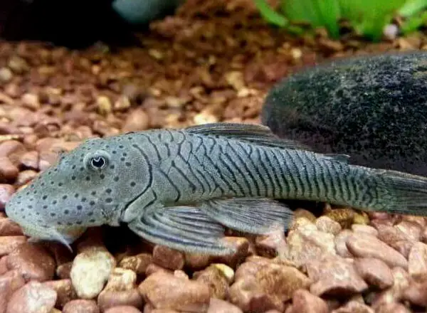 Pleco de labio de goma sobre el sustrato.