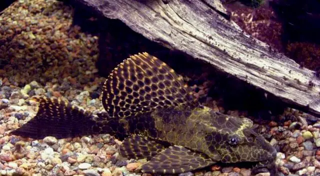 Un tipo pleco popular conocido como Sailfin.