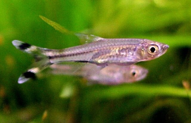 Dos rasboras de cola de tijera en un acuario plantado