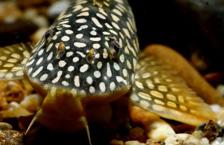 Scobinancistrus aureatus comiendo