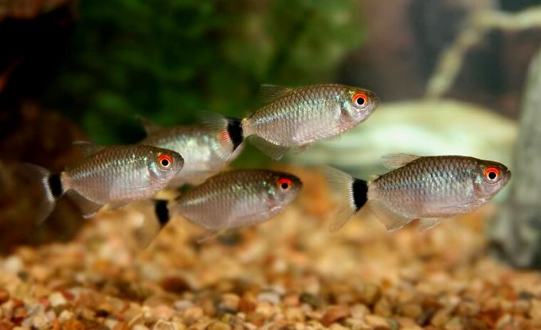 Un grupo reducido de tetras de ojos rojos.