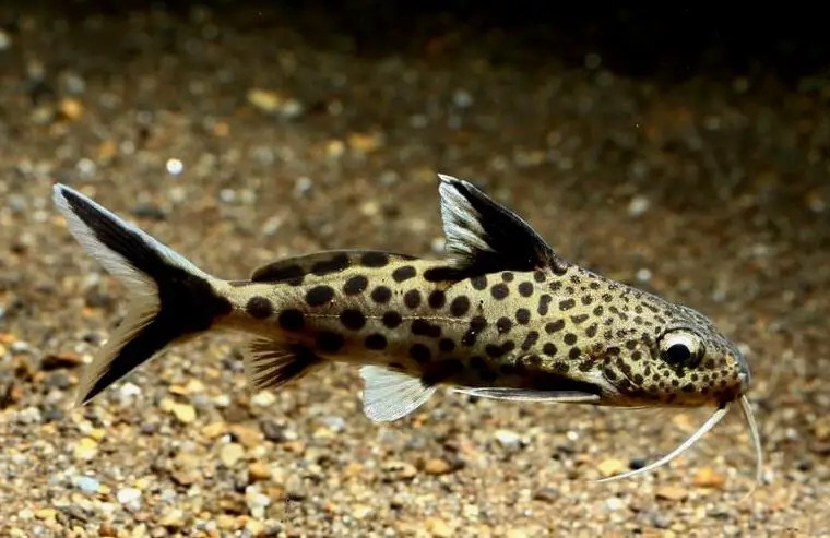 Un bagre Synodontis adulto