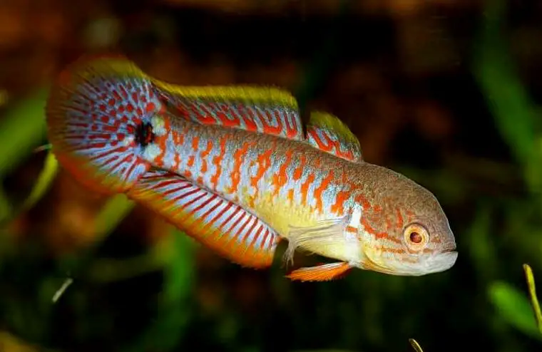 Tateurndina ocellicauda en un acuario plantado