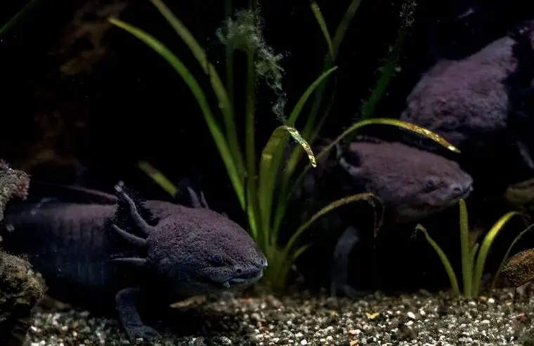 Tres ajolotes negros nadando juntos