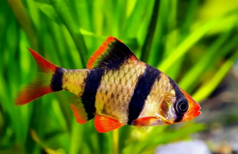 Un Tiger Barb nadando en busca de comida