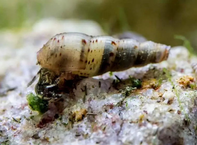 Un pequeño caracol trompeta en un acuario plantado