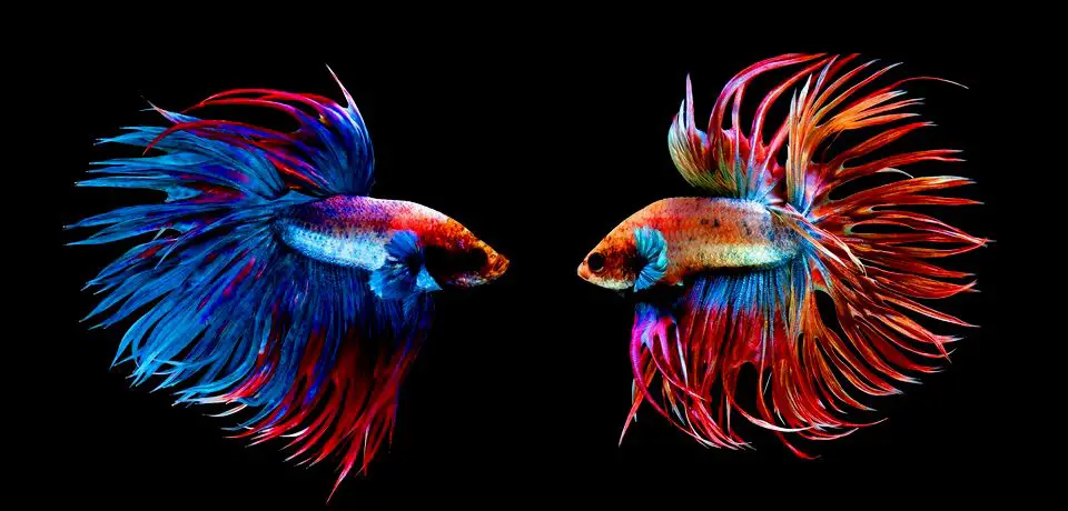 Dos bettas Crowntail uno frente al otro