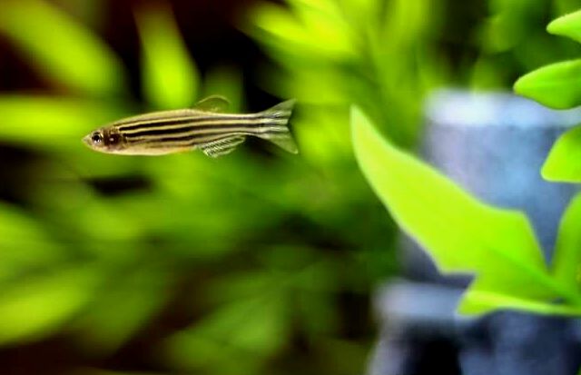 Una cebra Danio en un acuario de tamaño mediano